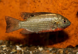 Tilapia discolor