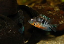 Thorichthys meeki Rio Misol Ha (Mexique)  couple F1