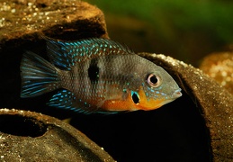 Thorichthys meeki Rio Misol Ha (Mexique) F1