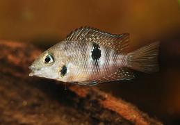 Thorichthys meeki Rio Misol Ha (Mexique) F1