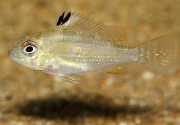 Acarichthys heckelii sauvage