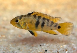 Apistogramma baenschi Rio Huallaga femelle F1