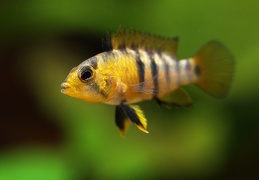 Apistogramma baenschi Rio Huallaga femelle F1