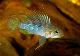 Apistogramma baenschi Rio Huallaga mâle F1