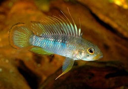 Apistogramma baenschi Rio Huallaga mâle F1