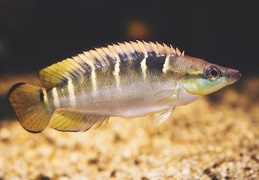 compressiceps