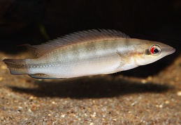 Crenicichla