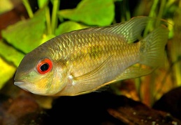 Krobia "Red Eyes" Soumourou Guyane sauvage