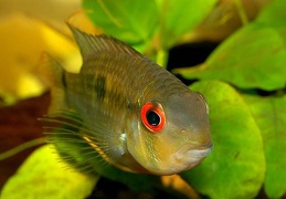 Krobia "Red Eyes" Soumourou Guyane sauvage