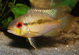 Krobia "Red Eyes" Soumourou Guyane sauvage