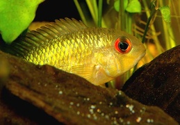 Krobia "Red Eyes" Soumourou Guyane sauvage