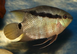 Mesonauta egregius Colombie