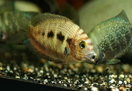 Etroplus canarensis