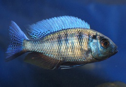 Copadichromis