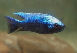 Copadichromis mloto Magunga