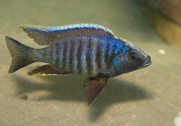 Copadichromis verduyni Chiloelo