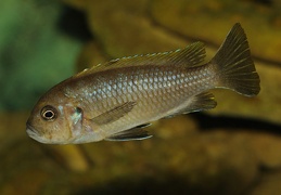 Cynotilapia aurifrons femelle sauvage