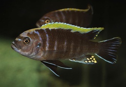 Cynotilapia aurifrons mâlle sauvage