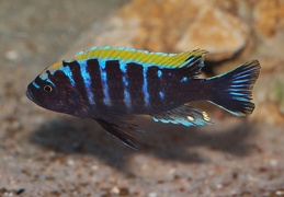 Cynotilapia aurifons mâle sauvage