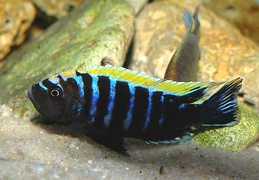 Cynotilapia "Mbamba" Mphanga Rocks mâle sauvage