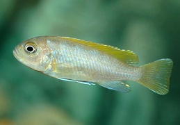 Cynotilapia zebroides Jalo Reef femelle sauvage