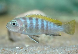 Cynotilapia zebroides Jalo Reef femelle sauvage