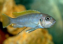 Cynotilapia zebroides Jalo Reef femelle sauvage