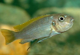 Cynotilapia zebroides Jalo Reef femelle sauvage