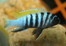 Cynotilapia zebroides Jalo Reef mâle sauvage