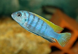 Cynotilapia zebroides Jalo Reef mâle sauvage