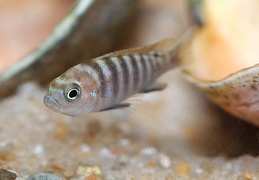 Cynotilapia jalo reef F1