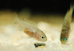 Labeotropheus