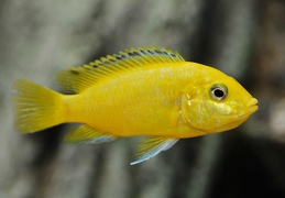 Labidochromis caeruleus ruarwe femelle f1 en incubation