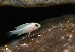 Labidochromis caeruleus Ruarwe F2