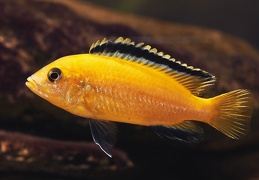 Labidochromis caeruleus Ruarwe mâle F1