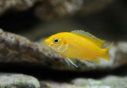 Labidochromis caeruleus Ruarwe