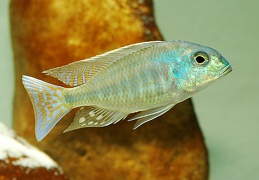 Lethrinops cf. marginatus Matema mâle