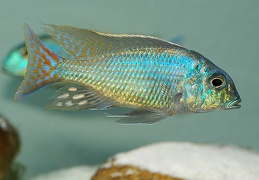 Lethrinops cf. marginatus Matema mâle