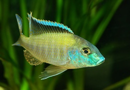 Lethrinops "Longipinnis Ntekete" Ntekete mâle F1
