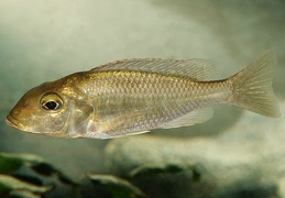 Lethrinops "Longipinnis Ntekete" Ntekete femelle F1