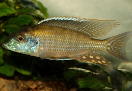 Lethrinops "Longipinnis Ntekete" Ntekete mâle F1