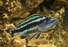 Melanochromis kaskazini Manda femelle sauvage en incubation