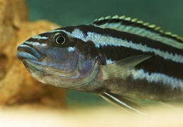 Melanochromis kaskazini Manda femelle sauvage en incubation