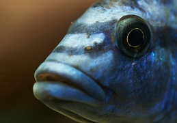 Melanochromis kaskazini Manda mâle sauvage