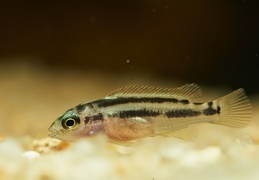 Melanochromis kaskazini Manda juvénile F1