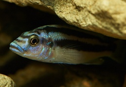 Melanochromis kaskazini Manda juvénile F1