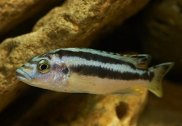 Melanochromis kaskazini Manda juvénile F1