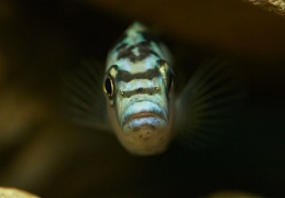 Melanochromis kaskazini Manda juvénile F1