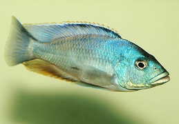 Nimbochromis livingstonii