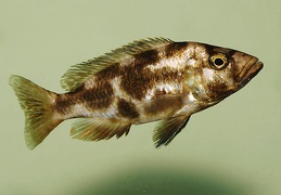 Nimbochromis livingstonii